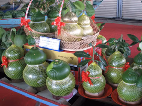 Hét giá bưởi Hồ lô tứ quý 12 triệu đồng