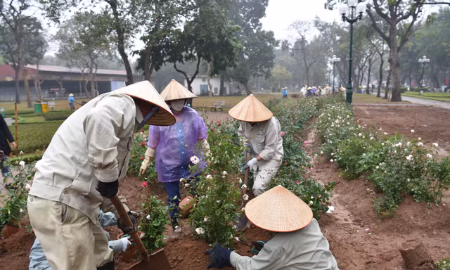 Hơn 10.000 cây hoa hồng thay rào sắt tại công viên Thống Nhất