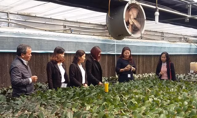 HTX Đan Hoài (Đan Phượng) một trong những mô hình nông nghiệp cao điển hình của thành phố.