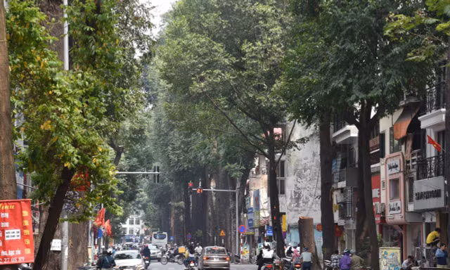 Sau vụ 3 cây sao đen trăm tuổi chết khô: Yêu cầu người dân ký cam kết bảo vệ cây