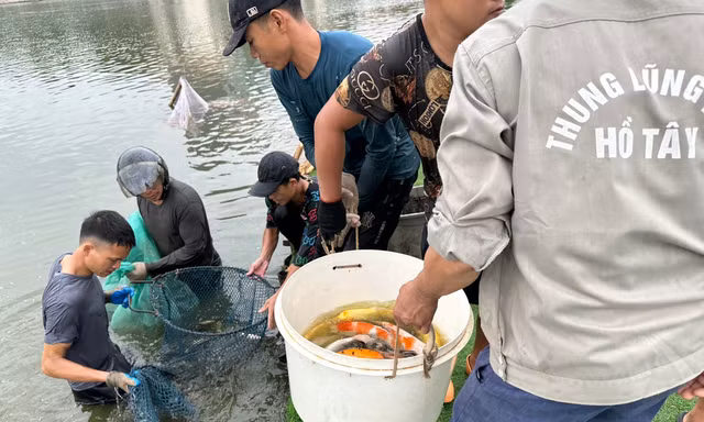 Hà Nội: Cận cảnh di chuyển toàn bộ 8 tấn cá koi khỏi hồ Đầm Đông