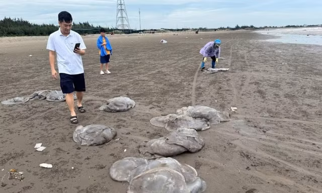 Hàng trăm tấn sứa dạt vào bờ biển, người dân Nam Định đổ xô vớt kiếm tiền triệu