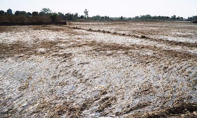 Tận mắt chứng kiến 'đồng lúa chết' sau khi nước rút ở Hà Nội