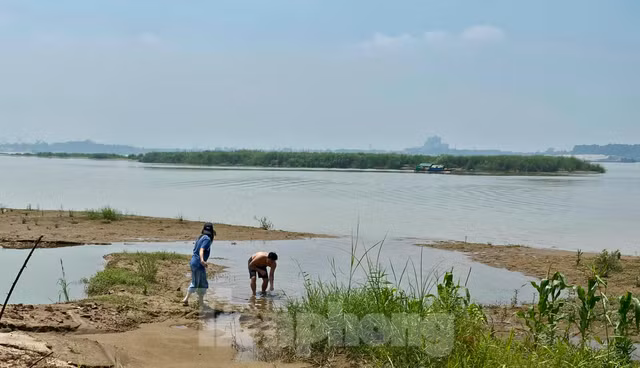 Hà Nội chấp thuận đề án xây dựng công viên văn hoá tại bãi giữa sông Hồng