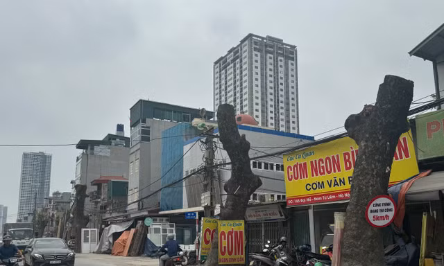 Hàng xà cừ cổ thụ buộc phải cắt ngọn, đánh chuyển trên đường 70 kéo dài
