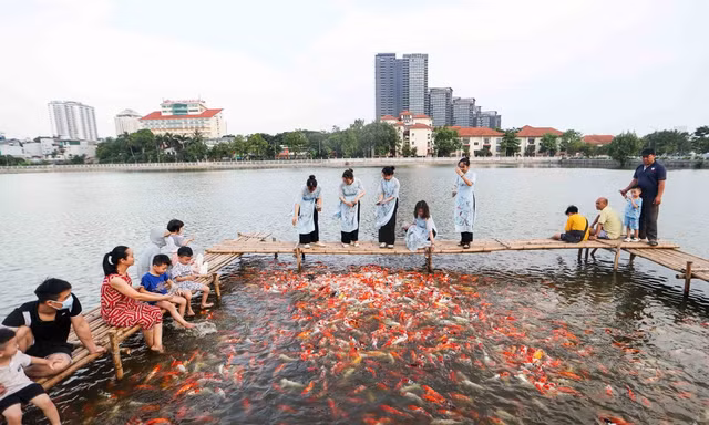 Hà Nội: Cho thuê sai mục đích, phải di dời hàng chục tấn cá koi hồ Đầm Đông