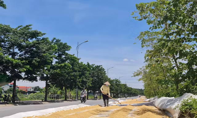 Thóc phơi đầy đường ở ngoại thành Hà Nội gây khó cho người tham gia giao thông