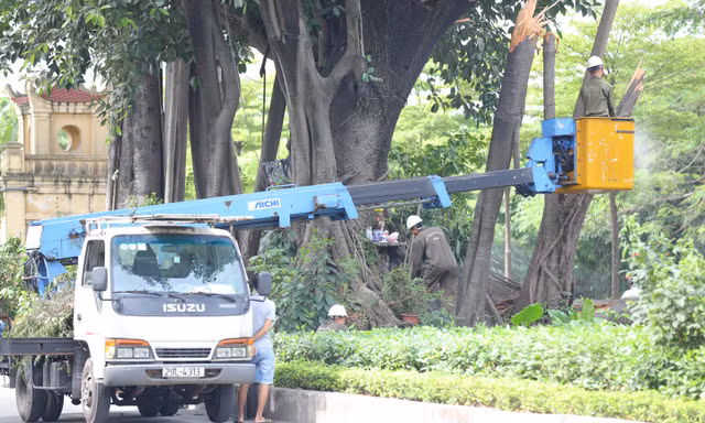 Hà Nội chăm sóc 'đặc biệt' cho cây đa tâm linh trăm tuổi