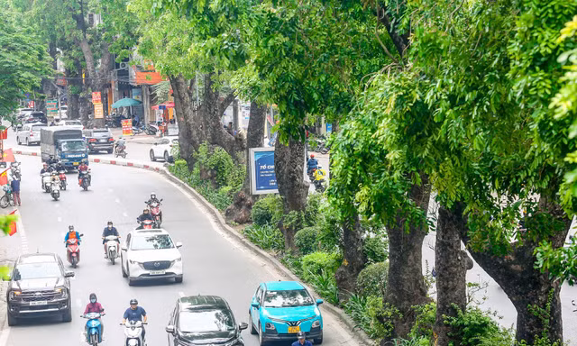Cách nào để bảo vệ hơn 8.000 cây cổ thụ tại Hà Nội?