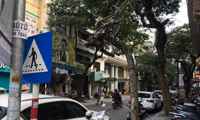 Cây xanh chết đã được cắt ngọn chờ điều tra, xử lý
