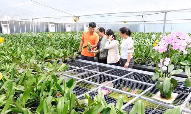 Nông nghiệp Hà Nội chuyển hướng với những mô hình mang lại giá trị kinh tế cao. Ảnh minh họa