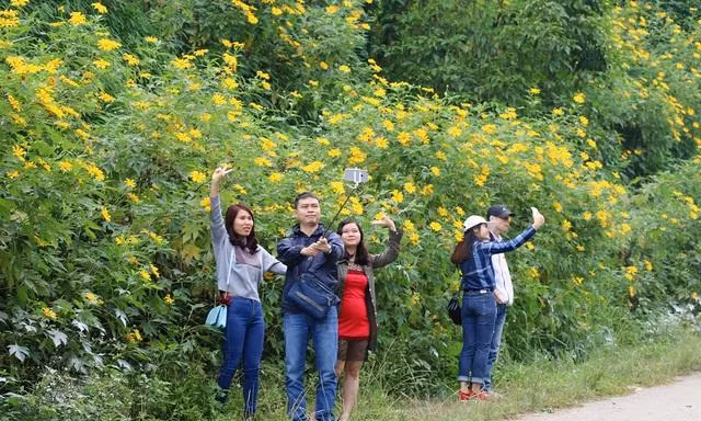 Vườn hoa dã quỳ tại Hà Nội thu hút du khách 