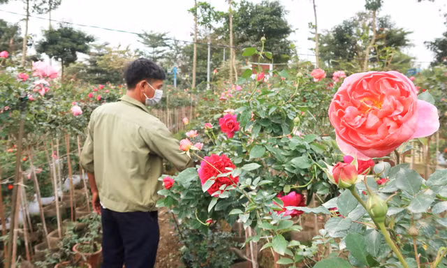 Vựa hoa lớn nhất Hà Nội tất bật vụ hoa Tết