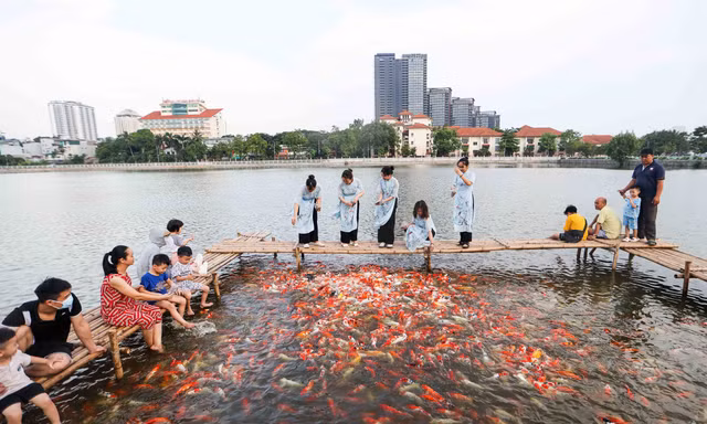 Ngất ngây sắc màu của vạn con cá Koi khi đến hồ Tây