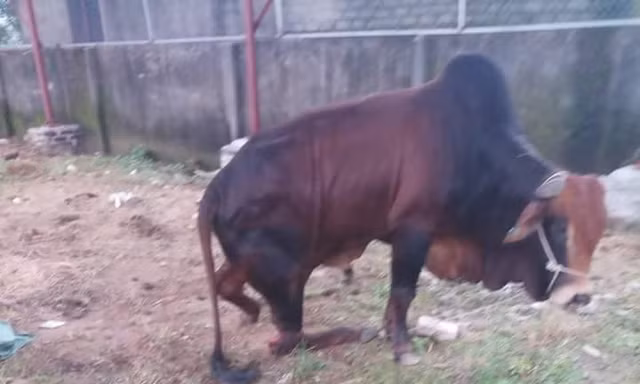 Đàn bò trị giá hàng trăm triệu bị kẻ xấu chặt đứt chân