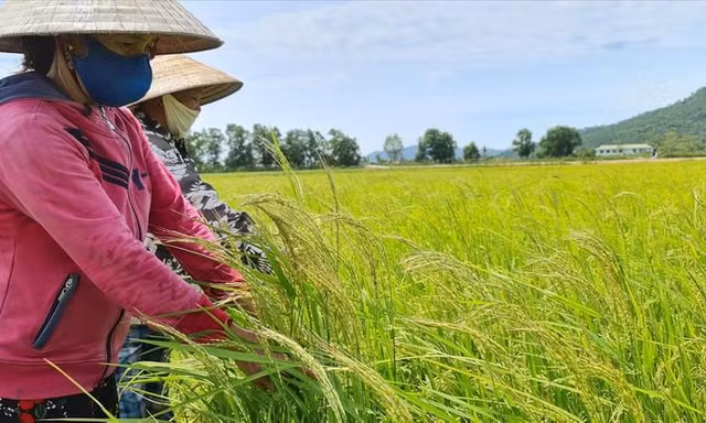 Bao bì lúa giống của Tổng Cty Sông Gianh