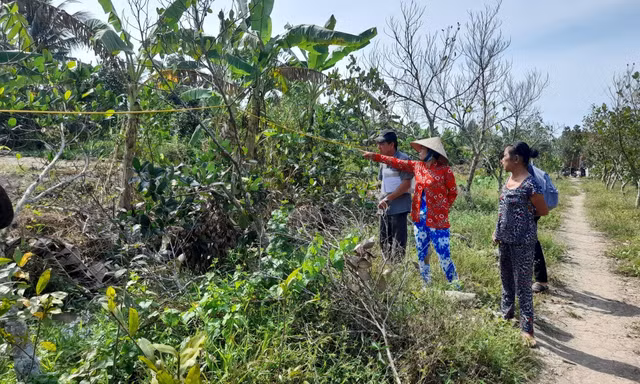 Dự án đường cao tốc Cần Thơ – Hậu Giang: Hàng chục nghìn cây mai trồng 'bất thường'