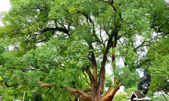 Cặp Long não trên 80 tuổi thành cây di sản Việt Nam