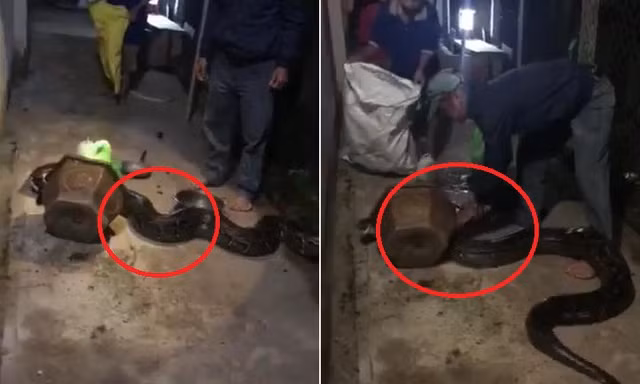 Tóm gọn trăn khủng bò vào nhà dân lúc nửa đêm ở Bình Dương