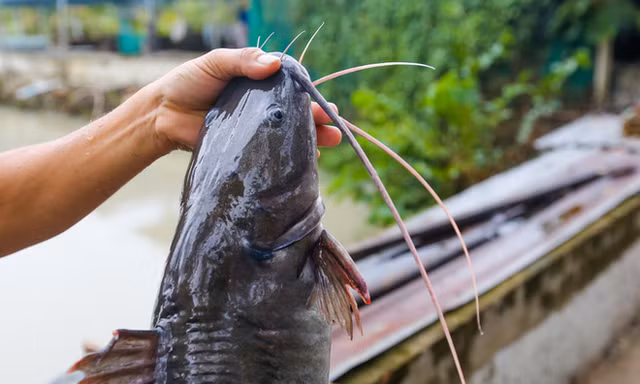 Thanh niên nuôi cá lăng giống thu tiền tỷ mỗi năm ở Sài Gòn