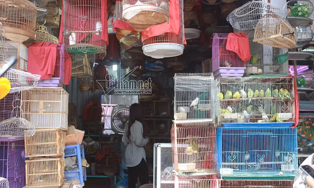 Chim phóng sinh khắp các miền 'bay' ra Hà Nội dịp Rằm tháng Bảy