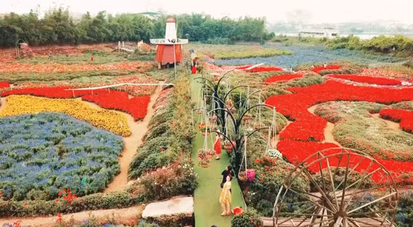 Thung lũng hoa rộng 70 ha ở Hà Nội