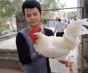 Độc đáo gà 9 cựa đột biến trắng muốt