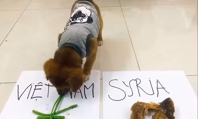 Xem chó 'tiên tri' kết quả Olympic Việt Nam vs Olympic Syria
