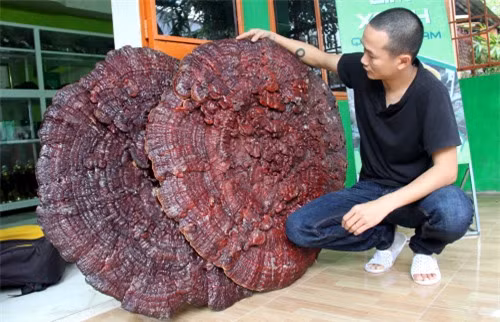 Phát hiện nấm linh chi khủng to bằng ô che mưa