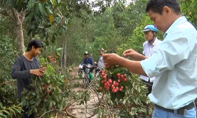 Vải rừng 30 năm mới cho trái ở vùng Thất Sơn, An Giang