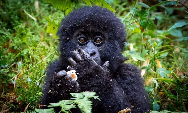 Những hình ảnh động vật đẹp mê hồn trên khắp thế giới