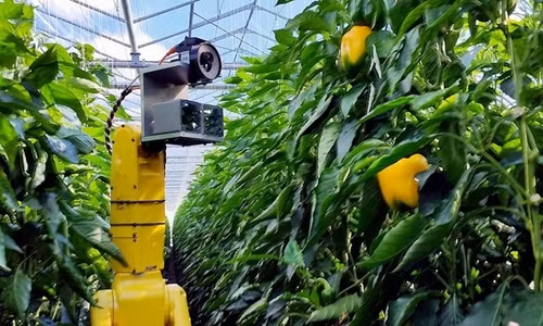 Robot công nghệ cao giúp nông dân hái ớt chuông