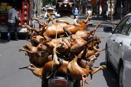 Ăn thịt chó: Sướng miệng hại thân, rước bệnh vào người