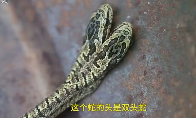Dân khiếp đảm phát hiện rắn 2 đầu bò vào nhà