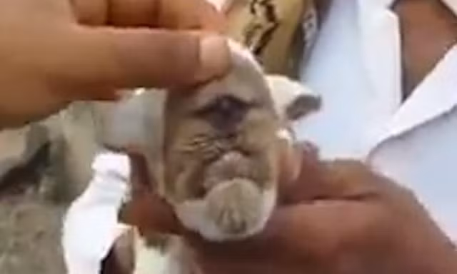 Chú dê mọc một con mắt ngay gần mõm và mũi.