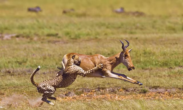 Linh dương đào tẩu ngoạn mục trước móng vuốt báo đốm đói mồi