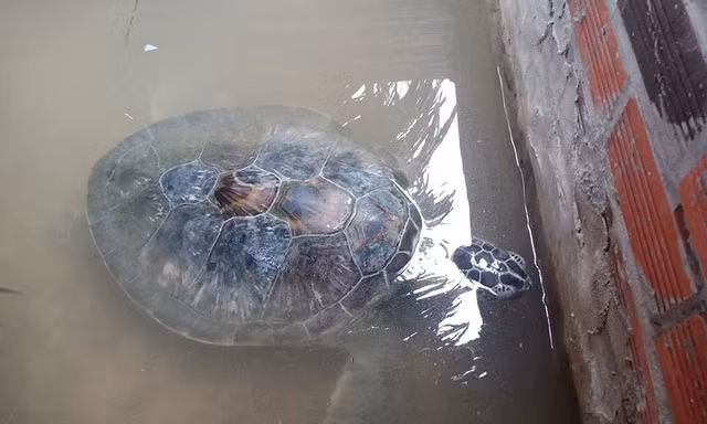 Con vích bị dạt vào bờ biển và được một chủ cơ sở kinh doanh du lịch biển bắt được