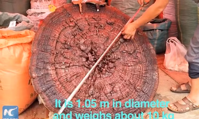 Cận cảnh cây nấm linh chi to bằng cái ô, nặng cả chục kí