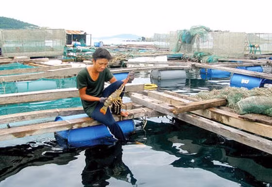 Bão số 9: Tôm hùm nuôi lồng bè chết hàng loạt do sốc nước lũ