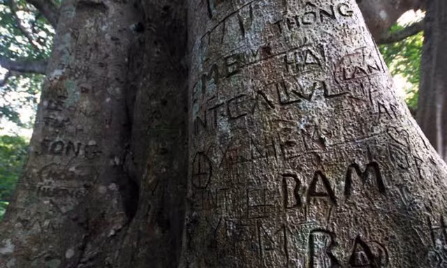 Cây đa Di sản ngàn năm tuổi trên núi Sơn Trà cũng chằng chịt những vết khắc sâu - ảnh Tú Quỳnh