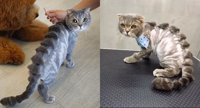 Thẩm mỹ viện chó mèo gây sốt với kiểu tỉa lông ‘khó đỡ’