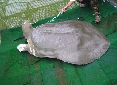 Xác cụ rùa sẽ được chế tác giống thực tế nhất