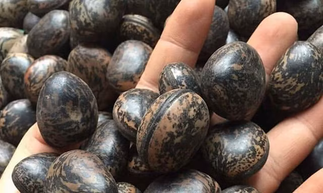 Giá của loại hạt này dao động ở mức 30.00-50.000 đồng/hạt hay 6 triệu đồng/kg