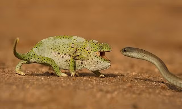 Tắc kè hoa đối đầu với rắn Mamba đen. Ảnh cắt từ clip.