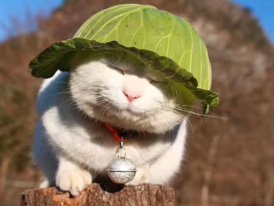 Những khoảnh khắc đáng yêu của động vật