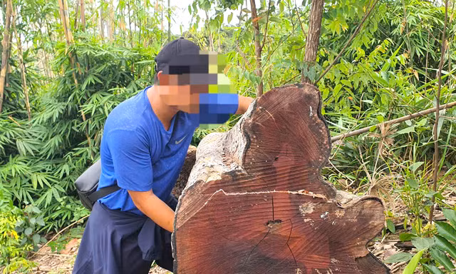 Vụ khu rừng ở suối Ia Díp bị phá: 124 cây bị đốn hạ