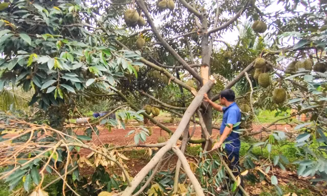 Xót xa cảnh sầu riêng rụng la liệt sau trận mưa lớn kèm gió mạnh ở Gia Lai