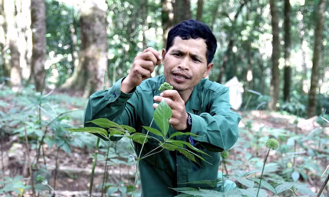 Kon Tum vào cuộc vụ công ty tuyên bố có hàng chục ha sâm Ngọc Linh