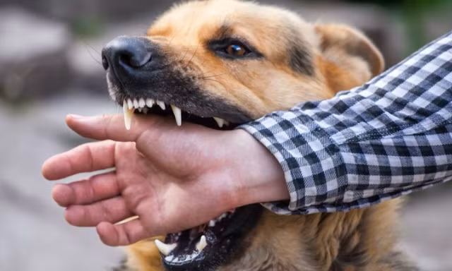 Bị chó cắn vào môi, người đàn ông tử vong do bệnh dại vì không đi tiêm phòng