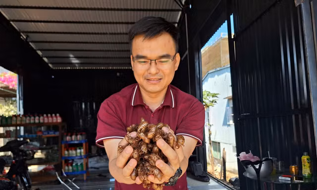 Người dân Gia Lai đổ xô săn tìm xác ve sầu